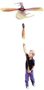 Maple Seed Flyer