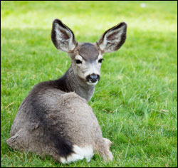 Deer