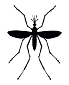 Mosquitos